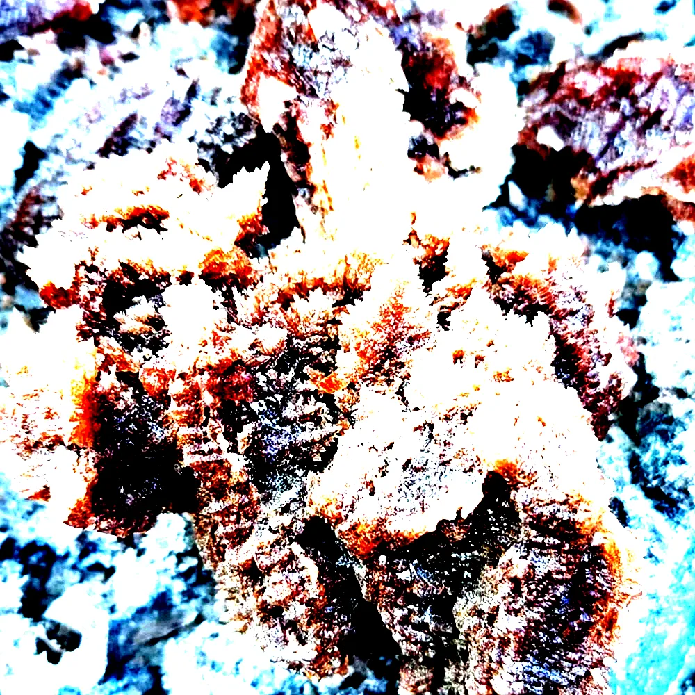 백년담다 백년죽염 아홉번 구운 9회 자죽염 분말 죽염 100g, 1개 이미지 3