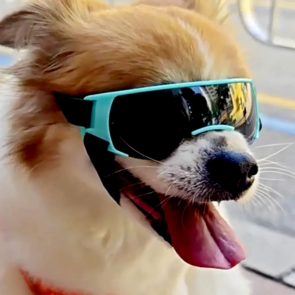 위드레오 강아지선글라스 강아지고글 소형견용 이미지 1