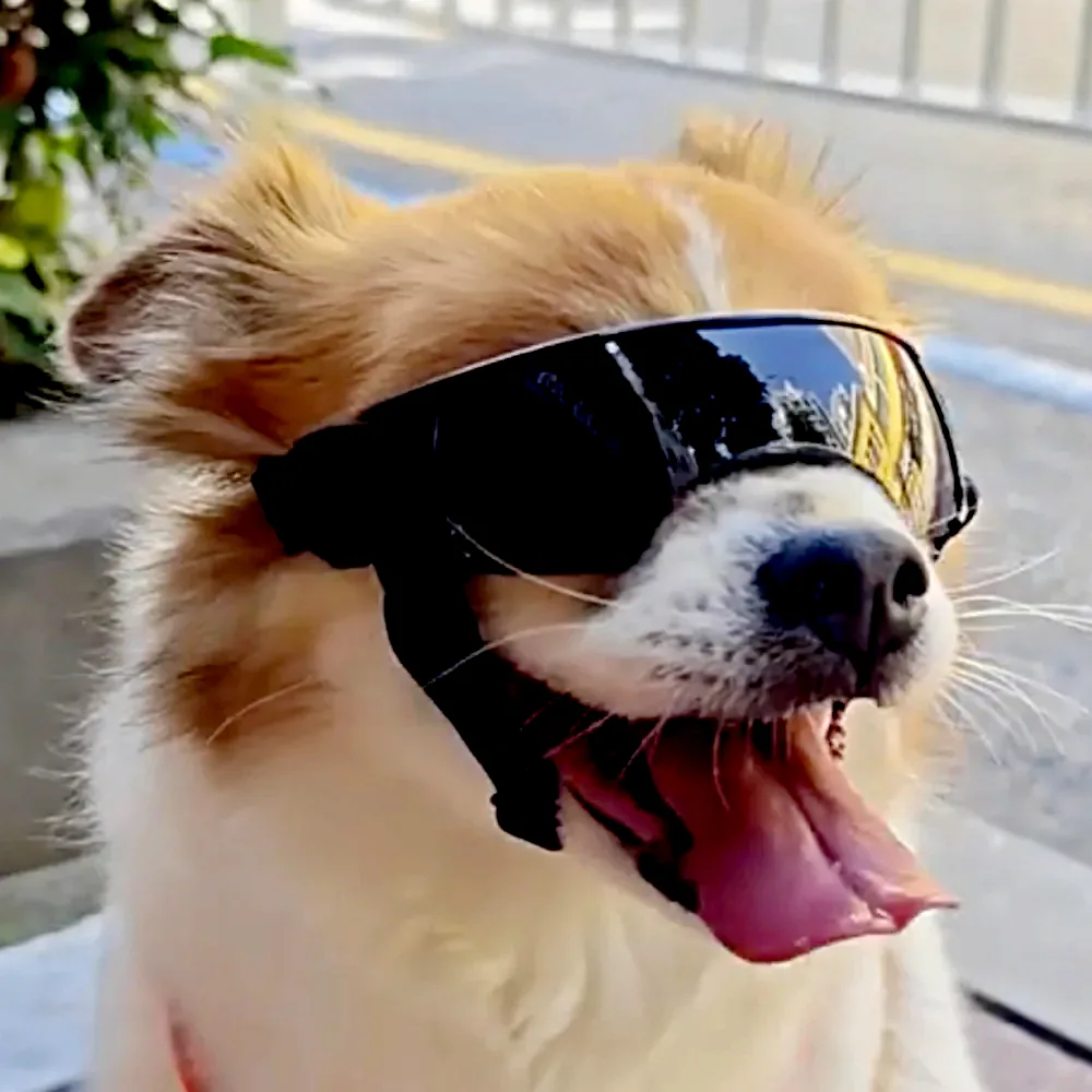 위드레오 강아지선글라스 강아지고글 소형견용 이미지 3