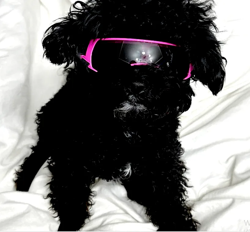 위드레오 강아지선글라스 강아지고글 소형견용 이미지 4